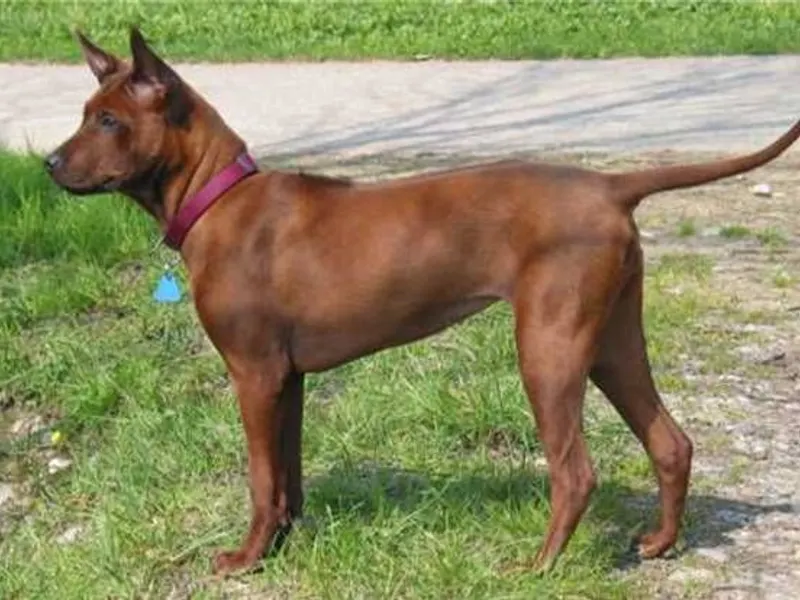 Thai Ridgeback