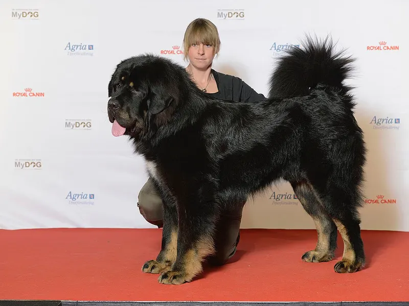 Tibetan Mastiff