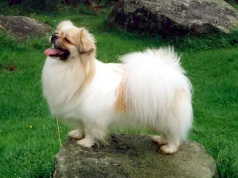 Tibetan Spaniel