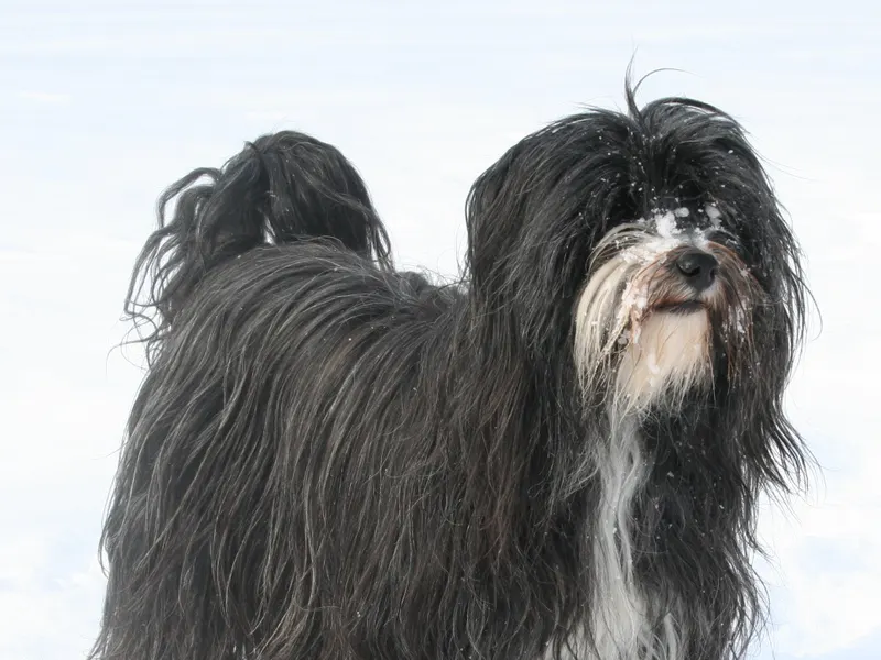 Tibetan Terrier