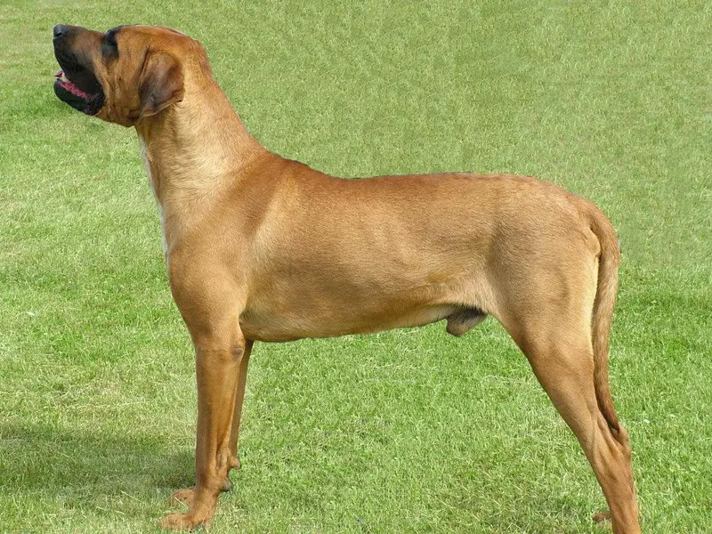 Tosa Inu