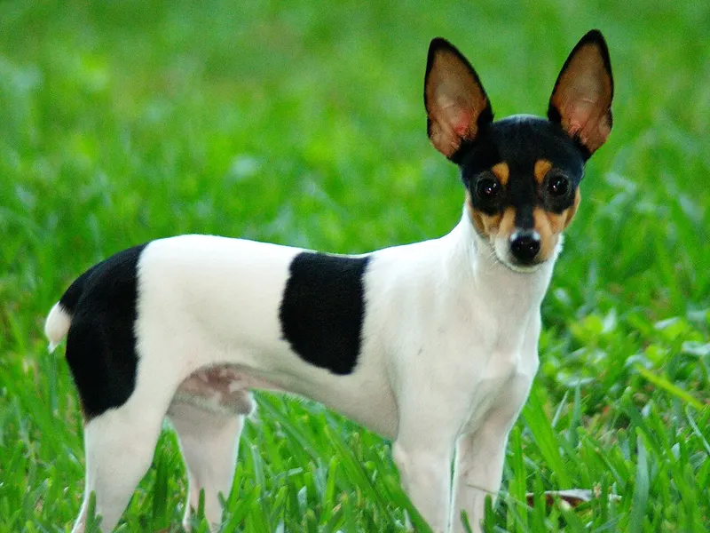 Toy Fox Terrier