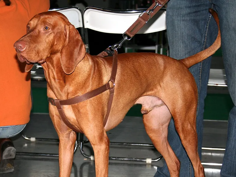 Vizsla