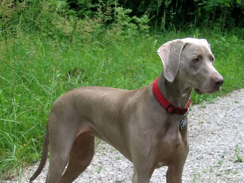 Weimaraner