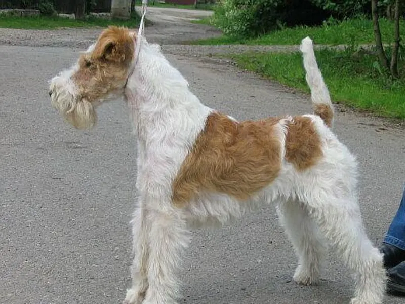 Wire Fox Terrier