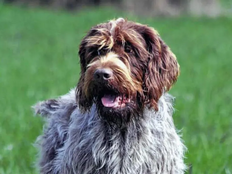 Wirehaired Pointing Griffon