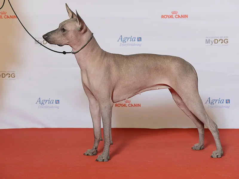 Xoloitzcuintli