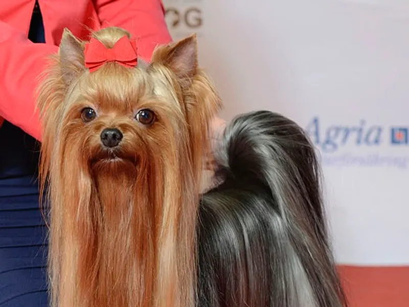 Yorkshire Terrier